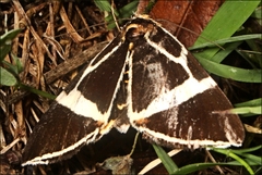Fodina ostorius
