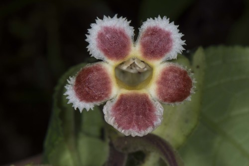 Drymonia foliacea
