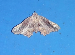 Hypertrocta posticalis