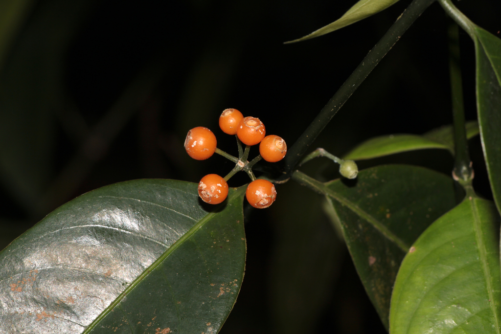 Urophyllum