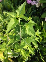Ageratina altissima
