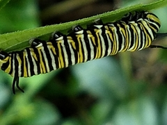 Danaus plexippus