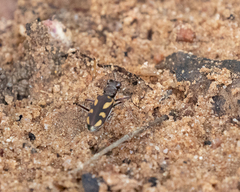 Cicindela calligramma