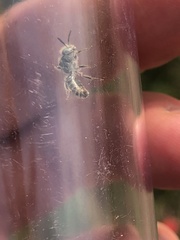 Calliopsis nebraskensis