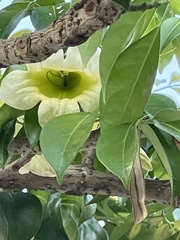 Radermachera hainanensis