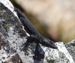 Hemicordylus capensis