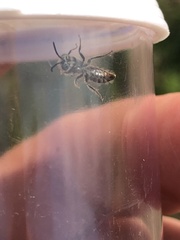 Calliopsis nebraskensis