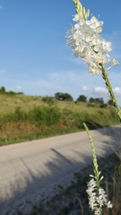 Oenothera glaucifolia