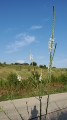 Oenothera glaucifolia