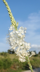 Oenothera glaucifolia