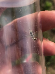 Calliopsis nebraskensis