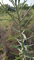 Oenothera glaucifolia