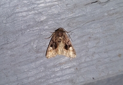 Euplexia benesimilis