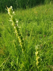 Platanthera huronensis