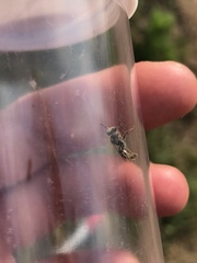 Calliopsis nebraskensis