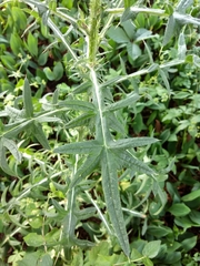 Cirsium vulgare