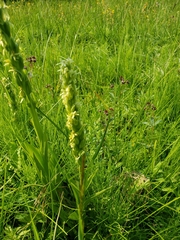 Platanthera huronensis