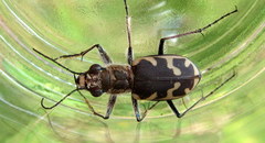 Cicindela formosa