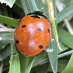 Coccinella septempunctata