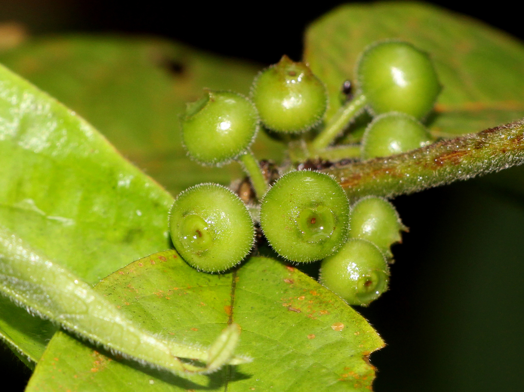 Urophyllum hirsutum