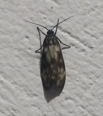 Eucereon coeruleocaput