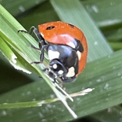 Coccinella septempunctata