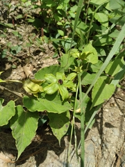 Gonolobus erianthus