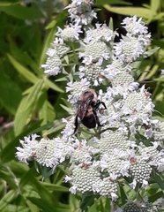 Bombus griseocollis