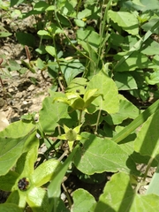 Gonolobus erianthus