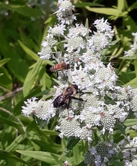 Bombus griseocollis