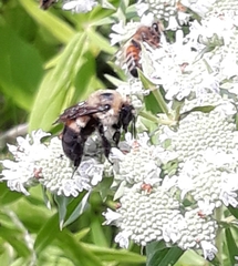 Bombus griseocollis