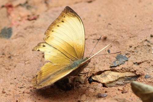 Lurid Glider