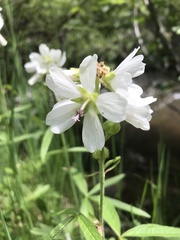 Sidalcea neomexicana