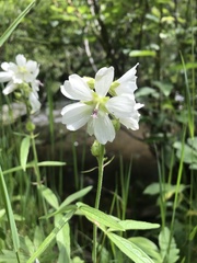 Sidalcea neomexicana