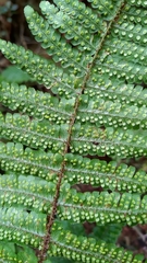 Dryopteris transmorrisonensis