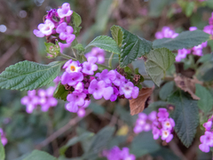 Lantana megapotamica
