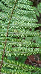 Dryopteris transmorrisonensis