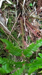 Dryopteris transmorrisonensis