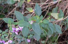 Lantana megapotamica