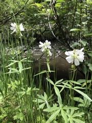 Sidalcea neomexicana