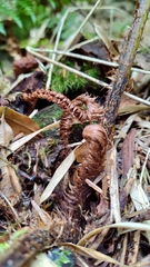 Dryopteris transmorrisonensis