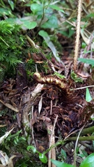 Dryopteris transmorrisonensis
