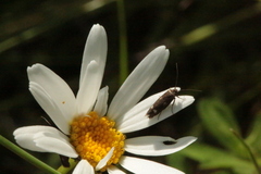 Parascythris muelleri