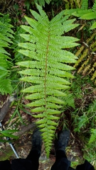 Dryopteris transmorrisonensis