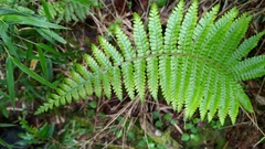 Dryopteris transmorrisonensis