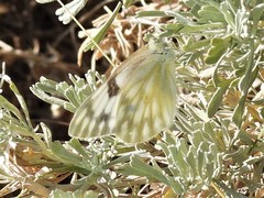 Pontia occidentalis
