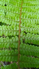 Dryopteris transmorrisonensis