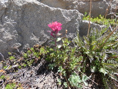 Castilleja parviflora