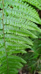 Dryopteris transmorrisonensis