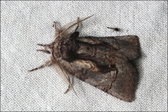 Gallaba eugraphes